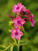 Floks wiechowaty Phlox paniculata 'Becky Towe'